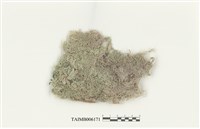 藏品(暖地泥炭苔)的圖片